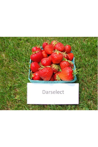 Полуниця Дарселект рання